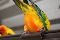 コガネメキシコインコのお気に入りスポット！ 2019/12/09 11:30:00