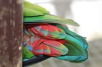 鳥クイズ！！ 2020/08/03 11:30:00