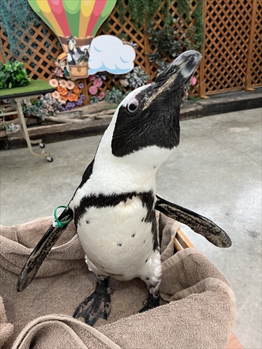 ペンギン界の二刀流 l 掛川花鳥園 鳥達の飼育日誌