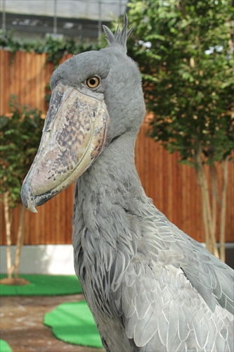 ついにあの方のお名前が決定しました L 掛川花鳥園 鳥達の飼育日誌