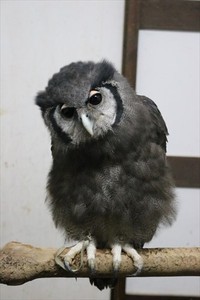 MY FAVORITE BIRD 2020/01/27 11:30:00