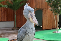 ７・８月の『今月の鳥』！＆ギニアエボシドリの不思議な行動。 2017/07/03 11:30:00