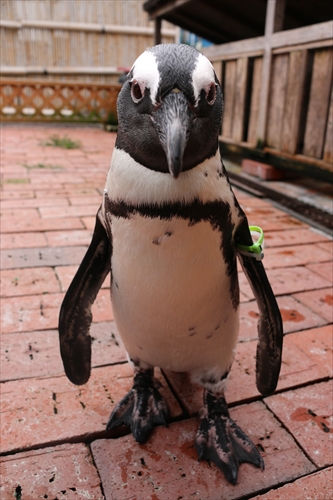 ケープペンギンってどんな鳥 L 掛川花鳥園 鳥達の飼育日誌