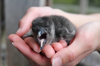ケープペンギンのヒナの近況をお伝えします！ 2017/02/20 11:30:00