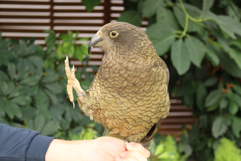 【写真特盛】オリーブって最近なにしてるん？【ミヤマオウムの日】