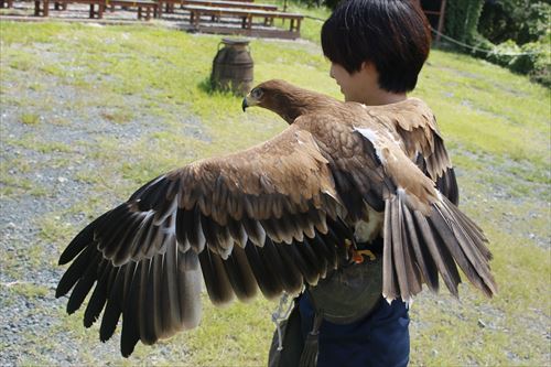 掛川花鳥園 鳥達の飼育日誌