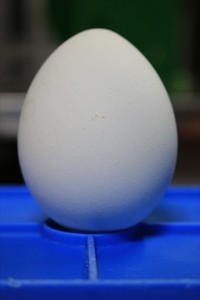 鳥から生成される貴重な卵のお話 2019/05/13 11:30:00