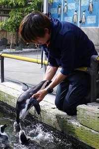 スタッフのお仕事～水鳥編～ 2017/05/08 11:30:00