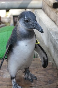 ペンギンのヒナ！今年もデビューが近付いてきましたよ！ 2018/03/19 11:30:00