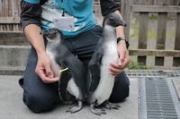 ペンギンプールの新人さん♪ 2018/04/16 11:30:00