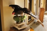 食べる。そして食べられる。 2019/03/11 11:30:00