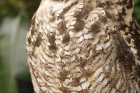 アフリカワシミミズクいずもちゃんはとっても可愛い 2019/03/25 11:30:00