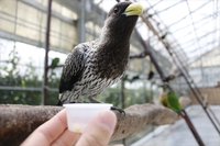 愛くるしいウロコインコ 2016/04/11 11:30:00