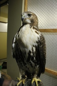 毎月主役を決めるよ！１月の鳥発表！ 2017/01/02 11:30:00