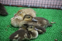 「鳥」の定義ってなんでしょうか？ 2017/06/26 11:30:00