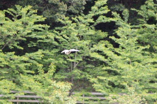 令和の掛川花鳥園ブログは飛ぶのがとっても速いあの子でスタート！・・・と、ワークショップのお知らせ！