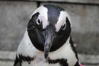 ケープペンギン「咲」の換羽前が……好き 2019/08/12 11:30:00