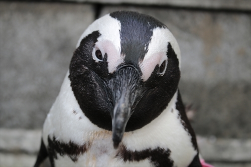 ケープペンギン 咲 の換羽前が 好き L 掛川花鳥園 鳥達の飼育日誌