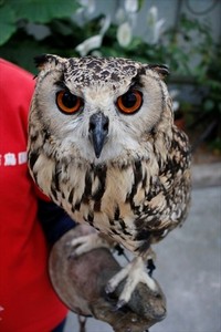 この問題が分かったら掛川花鳥園ガチ勢 2019/06/03 11:30:00