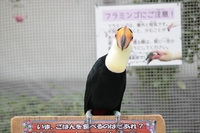 新人のオニオオハシが仲間入りしました！ 2018/10/01 11:30:00
