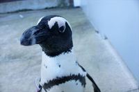 掛川花鳥園公式youtube再生回数トップって知っていますか？ 2020/09/28 11:30:00