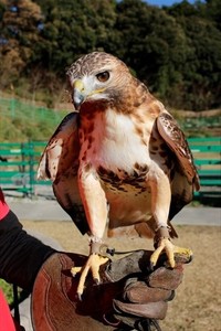 赤い尾羽のカッコイイあいつ　～ミヤマオウムの新技を添えて～ 2018/12/17 11:30:00