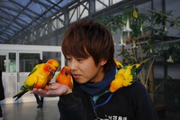 今月の主役鳥はコガネメキシコインコ！黄色のギャングたち！ 2017/04/10 11:30:00