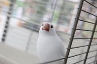 ご存知でしょうか、もめん。 2019/11/25 11:30:00