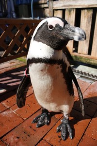 ケープペンギンの衝撃映像！ 2017/12/18 11:30:00