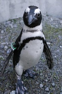 スタッフ流、鳥とのふれあい方。～水鳥編～ 2017/02/13 11:30:00