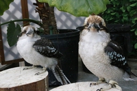 ３月の鳥は！？＆モリフクロウ「くくの」はとても柔らかい。 2017/03/06 11:30:00