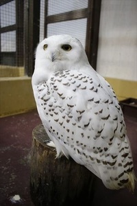 シロフクロウの夏休み 2020/08/31 11:30:00