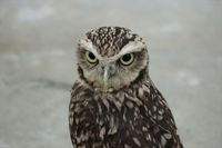 アナホリフクロウに穴掘らせたいスタッフ 2021/01/18 11:30:00