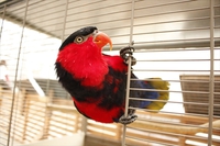 ユニークすぎる動き！オトメズグロインコ「タロー」！ 2017/05/22 11:30:00