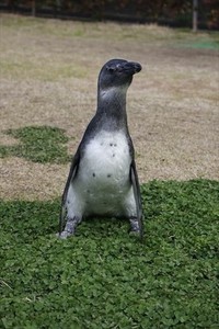 ペンギンのヒナ、遂にデビュー！ 2017/04/24 11:30:00