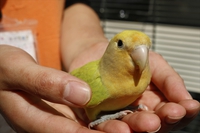 ついにやってきた！コザクラインコ！ 2016/05/23 11:30:00