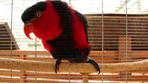 ユニークすぎる動き！オトメズグロインコ「タロー」！ l 掛川