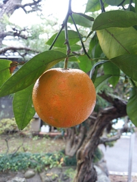 季節感 2015/12/16 17:06:00