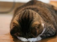 ご迷惑をおかけしました 2012/09/24 16:26:37