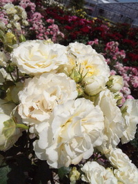 クリーム♪薔薇   2019/05/17 06:43:51