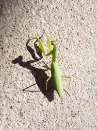 図書館行って ありんこ カマキリ 蚊〜 2018/11/09 00:55:58
