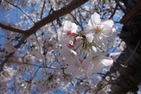 平成最後の桜