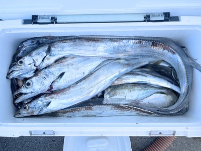 アジ太刀魚！