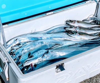明日はアジ太刀魚です。