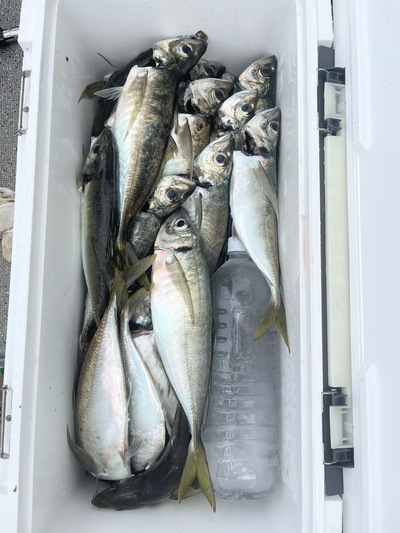 アジ太刀魚！