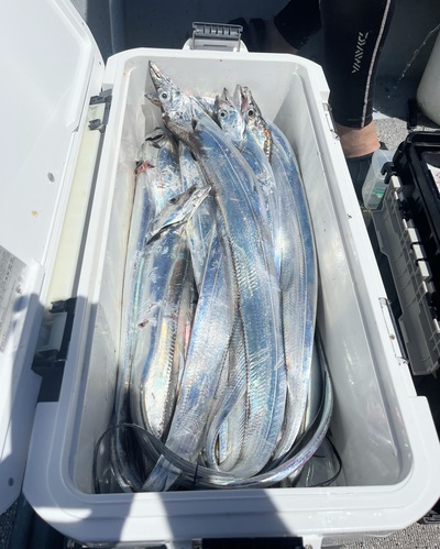 アジ太刀魚！