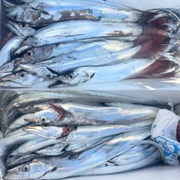 8/20   太刀魚チャーター便 2024/08/20 16:33:45