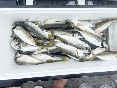 アジ太刀魚！