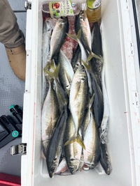 5/1  デカアジ＆太刀魚 2024/05/01 14:43:37