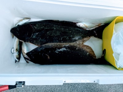 泳がせ釣り！